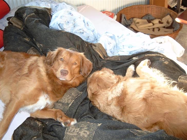 Nova scotia duck tolling retriever Hotte Hugo billede 2