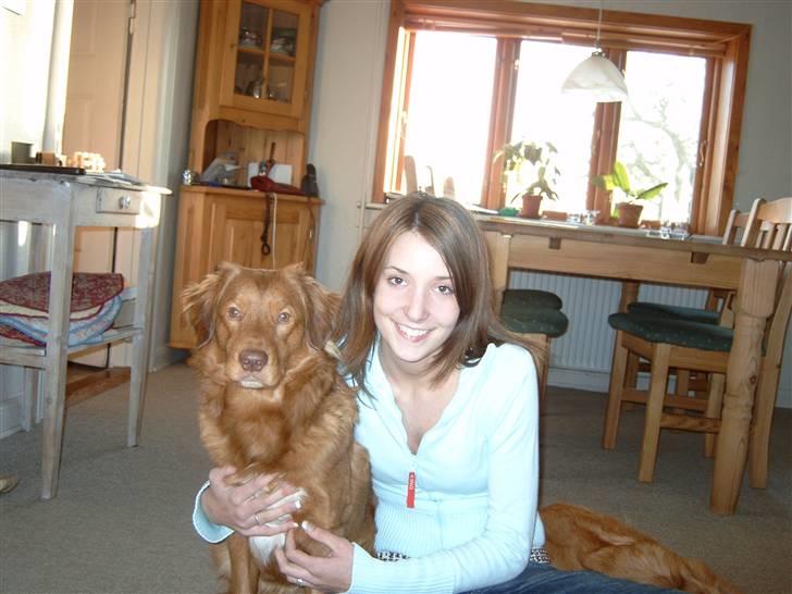 Nova scotia duck tolling retriever Hotte Hugo billede 3