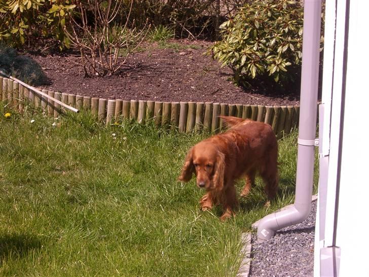 Cocker spaniel Mille  --Himmelhund-- billede 17