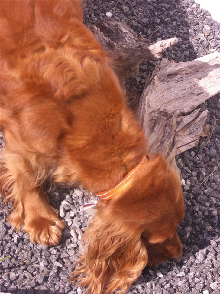 Cocker spaniel Mille  --Himmelhund-- billede 18