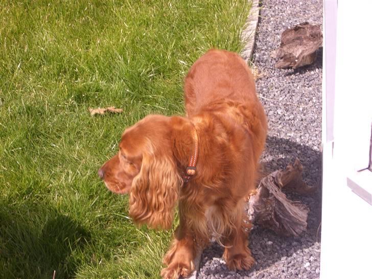 Cocker spaniel Mille  --Himmelhund-- billede 19