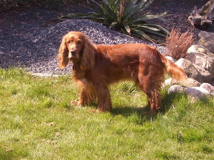 Cocker spaniel Mille  --Himmelhund-- billede 20