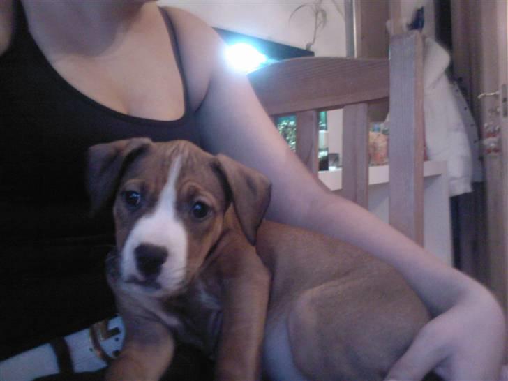 Amerikansk staffordshire terrier Donna  - Donna , Samme dag hund kom hjem (: billede 3