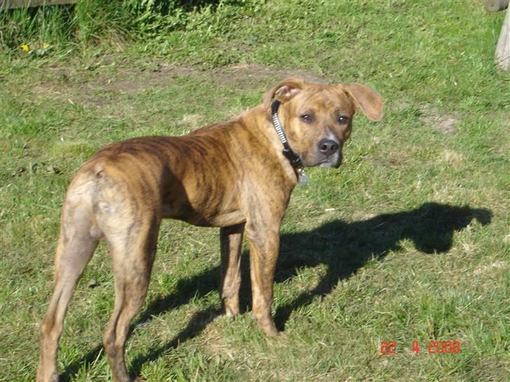 Amerikansk staffordshire terrier Terkil - Terkil nyder at lege i haven. billede 9