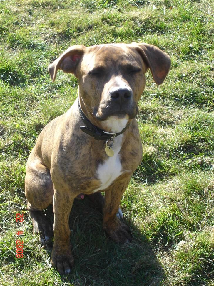 Amerikansk staffordshire terrier Terkil - Hej hej. billede 10