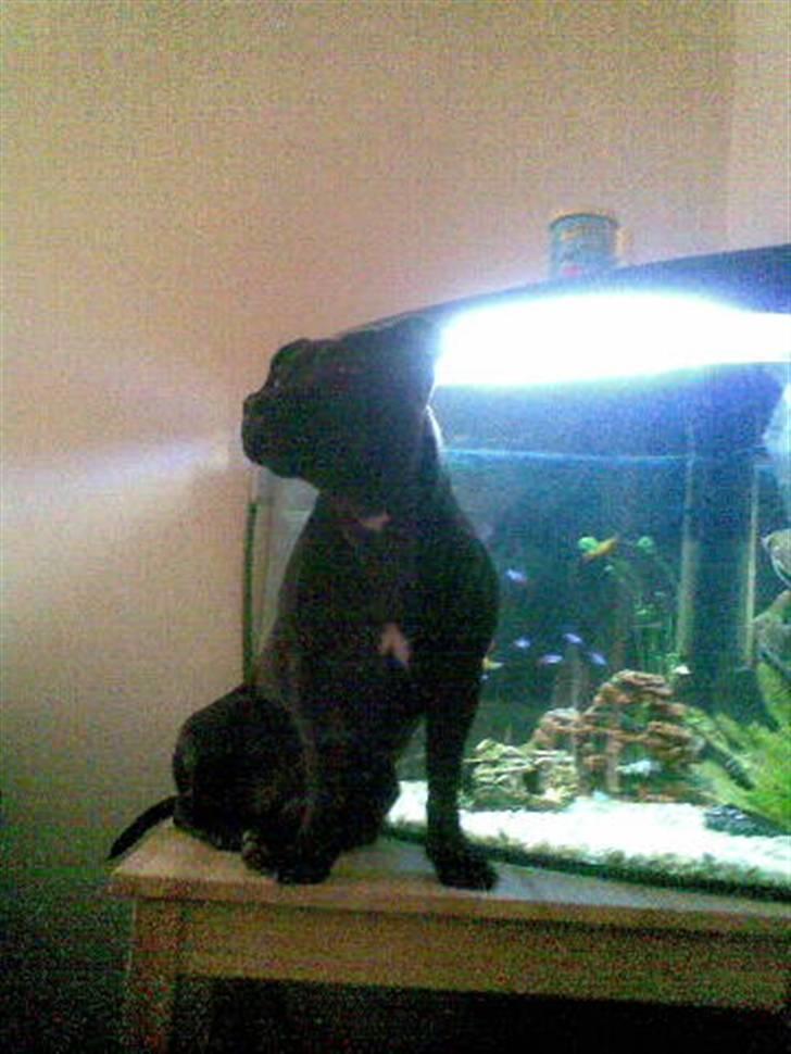 Staffordshire bull terrier Freja - sad lige og kiggede på de små fisk, men så kaldte far, fordi han skulle ta et billede hehe billede 2