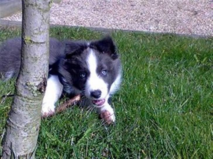 Border collie Hailie - Hailie´s dejlige blå øjne billede 2