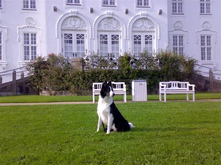 Border collie Hailie billede 3