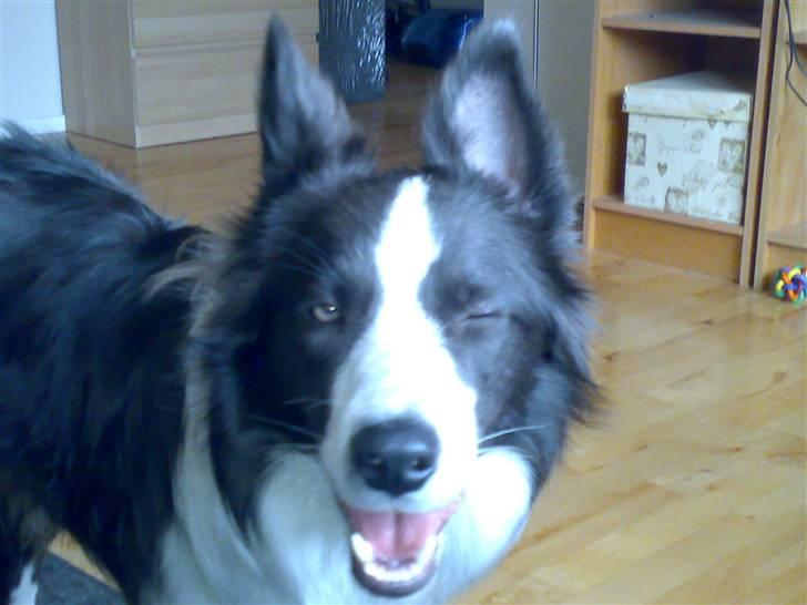 Border collie Hailie - Hailie og Chili billede 4