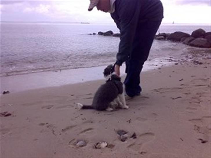 Border collie Hailie - Hailie er ikke helt siker på alt det vand billede 5