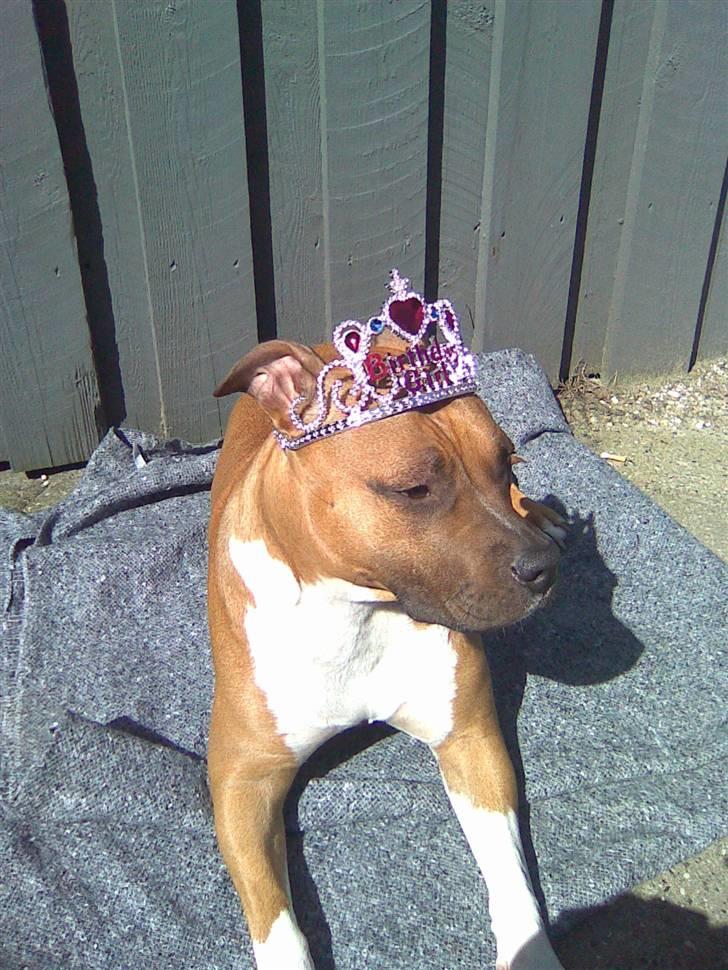 Amerikansk staffordshire terrier Amanda *Bobby sue* - prinsessen billede 10