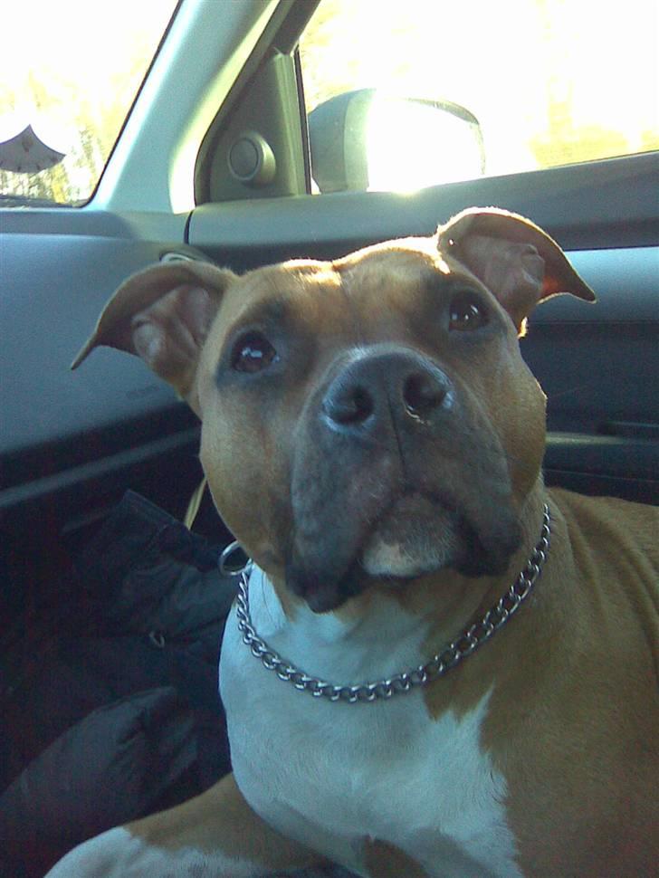 Amerikansk staffordshire terrier Amanda *Bobby sue* billede 11