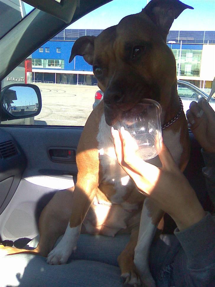 Amerikansk staffordshire terrier Amanda *Bobby sue* billede 12