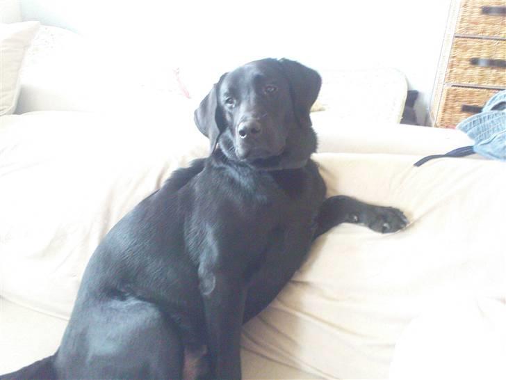 Labrador retriever Tyson - Åhhh, man kan vel lige holde til det......"slapper lidt på sofaen" billede 11