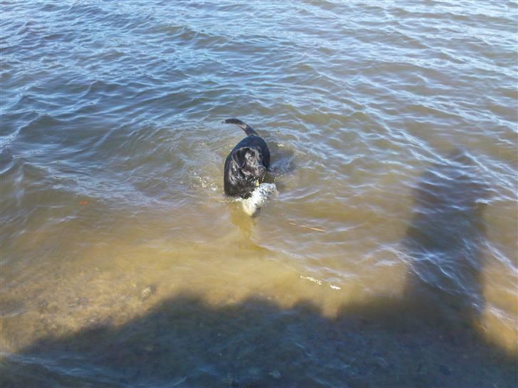 Labrador retriever Tyson billede 12