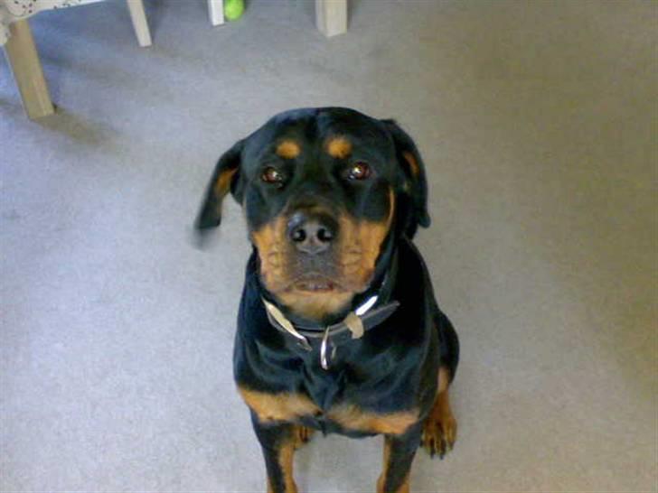 Rottweiler freja død 9/7-08 billede 4