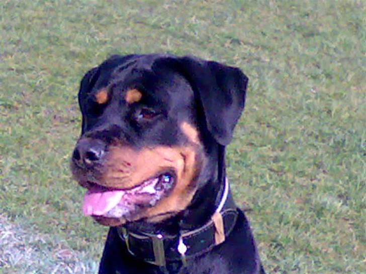 Rottweiler freja død 9/7-08 billede 5