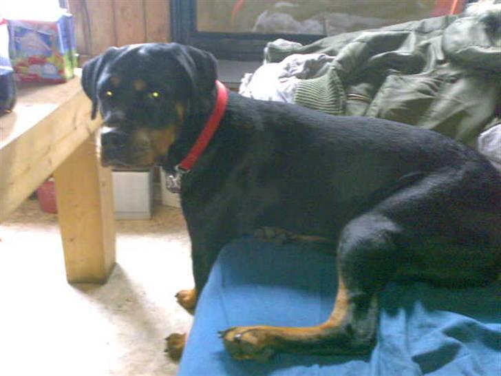 Rottweiler freja død 9/7-08 - sån ka man oz sidde eller hva man nu ska kalde det  billede 6