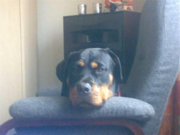 Rottweiler freja død 9/7-08 billede 8