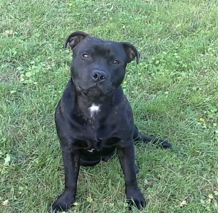 Staffordshire bull terrier Sanchez - i haven og måske lidt træt billede 10