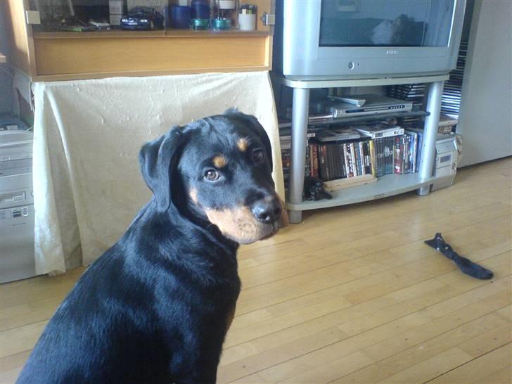 Rottweiler freja død 9/7-08 billede 9