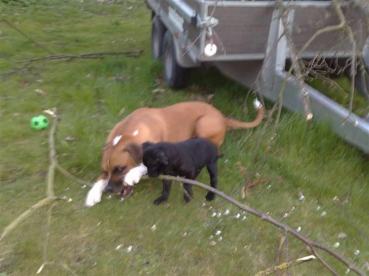 Staffordshire bull terrier Sanchez - Så blir der tykket grene - om kap billede 11