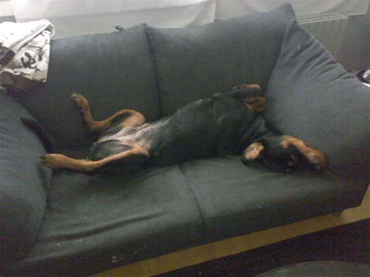 Rottweiler freja død 9/7-08 - gassetøz billede 10