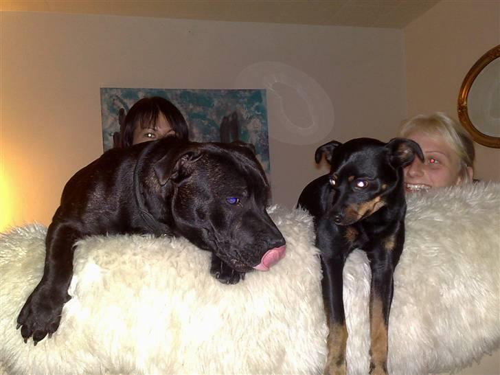 Staffordshire bull terrier Sanchez - Det er min ven Balto billede 12