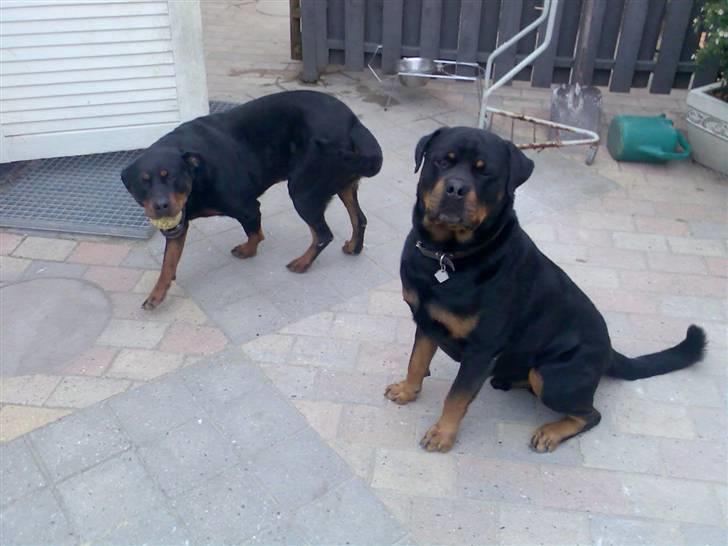 Rottweiler freja død 9/7-08 - frejas mor og far billede 11