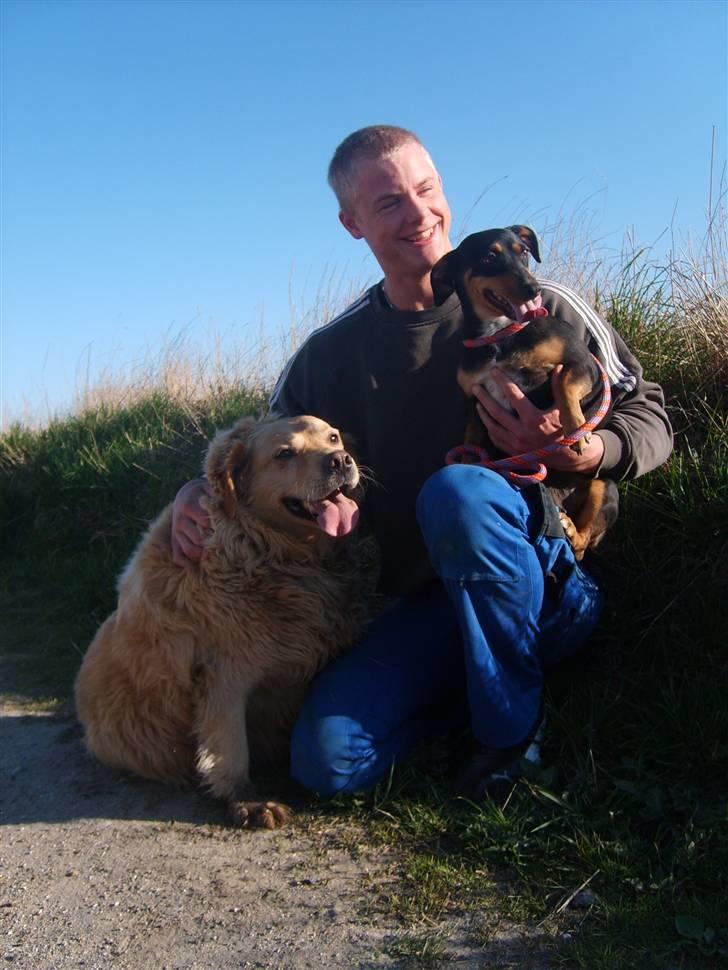 Golden retriever Buster billede 15