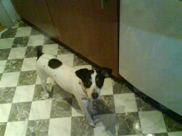 Dansk svensk gaardhund Vaks - mms-billede (: billede 2