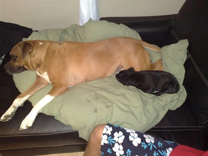 Staffordshire bull terrier Sanchez - Så putter de for første gang billede 13