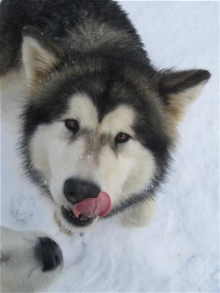 Alaskan malamute Ayrin - Ayrin i sneen billede 1