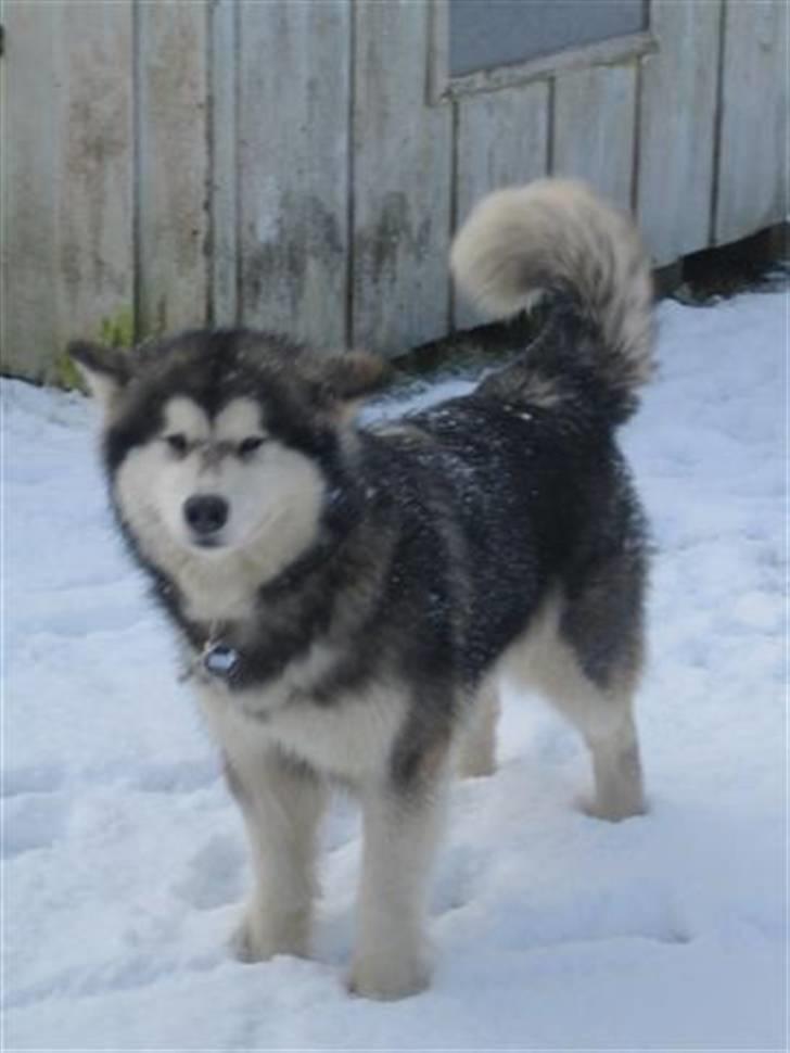 Alaskan malamute Ayrin - Hvis jeg nu står HELT stille... billede 2