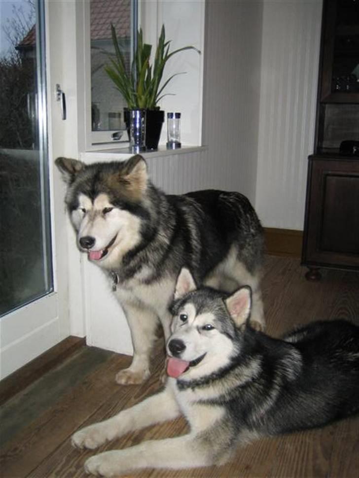 Alaskan malamute Ayrin billede 3