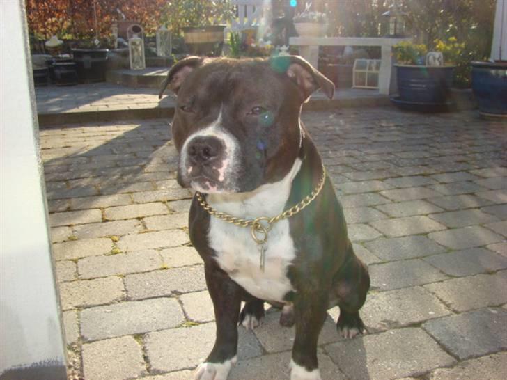 Staffordshire bull terrier Andy - Taget den 21. april 08.  billede 11