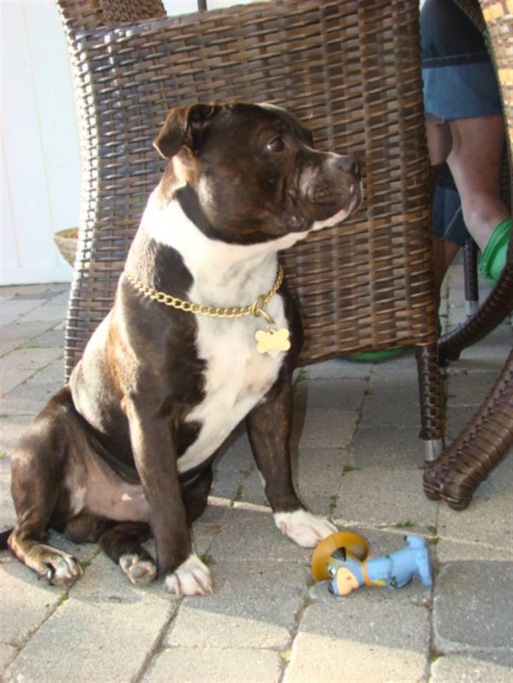 Staffordshire bull terrier Andy - NYT! 21. april 2008 billede 12
