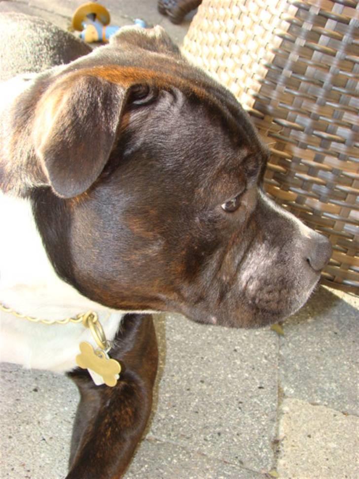 Staffordshire bull terrier Andy - Close up af Andys Demodex....21. april 2008 billede 13