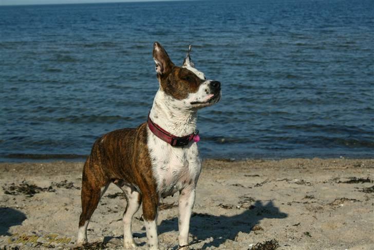 Blanding af racer Lady Di billede 4