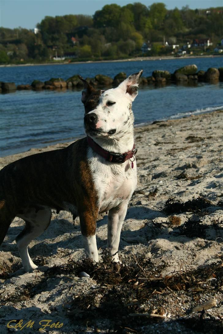 Blanding af racer Lady Di billede 5