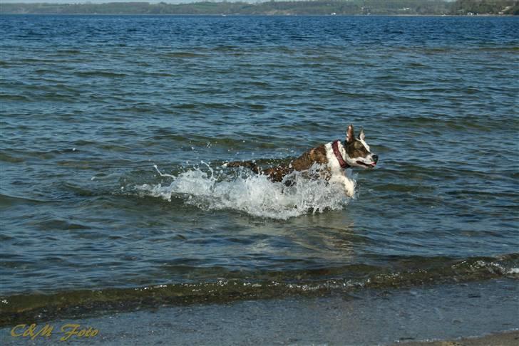 Blanding af racer Lady Di billede 7