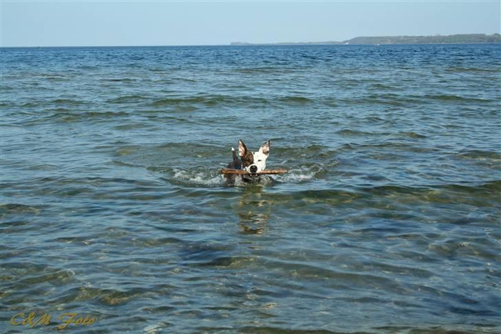 Blanding af racer Lady Di billede 8