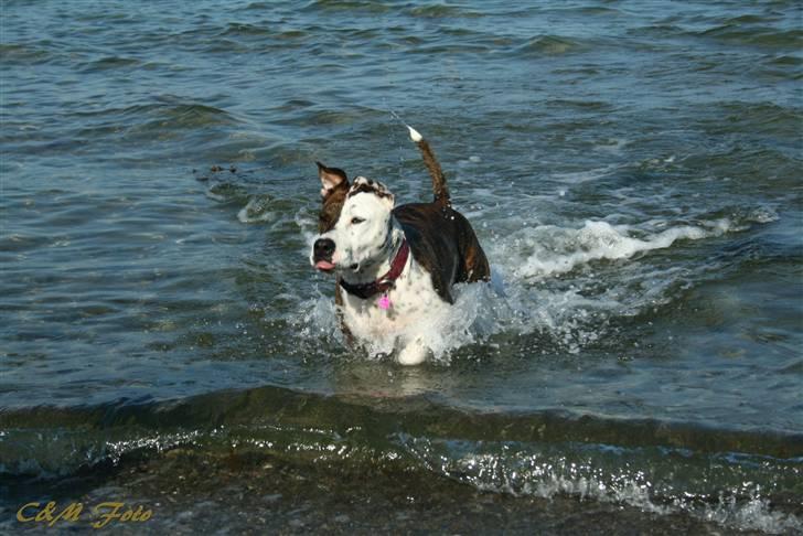 Blanding af racer Lady Di billede 9