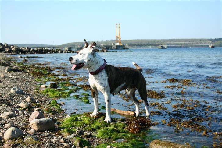 Blanding af racer Lady Di billede 10