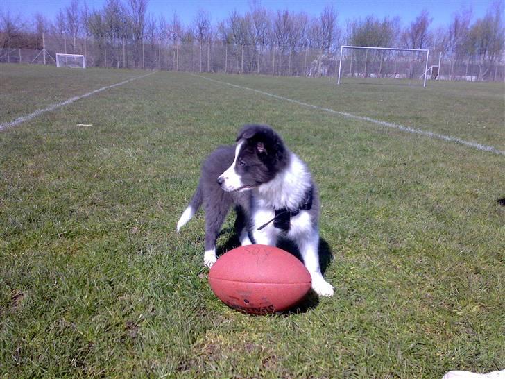 Border collie Hailie billede 6