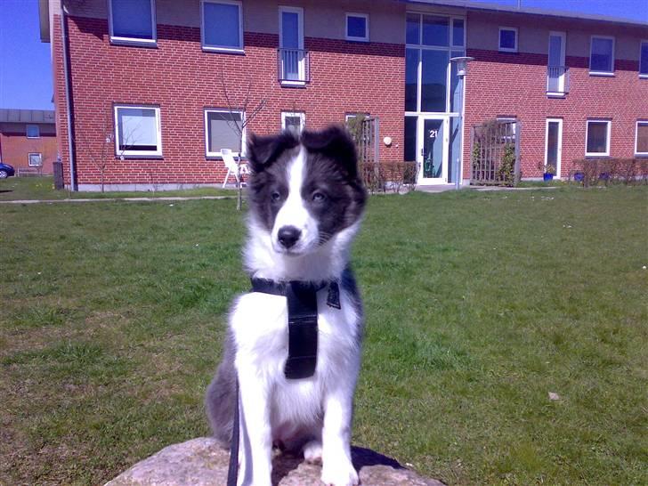 Border collie Hailie billede 7