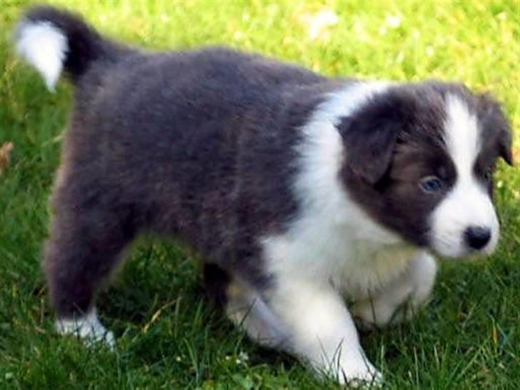 Border collie Hailie billede 8