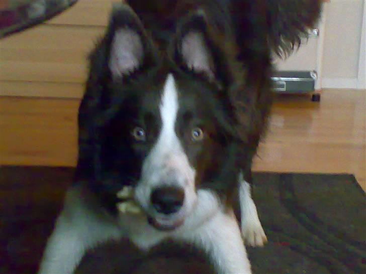 Border collie Hailie billede 9