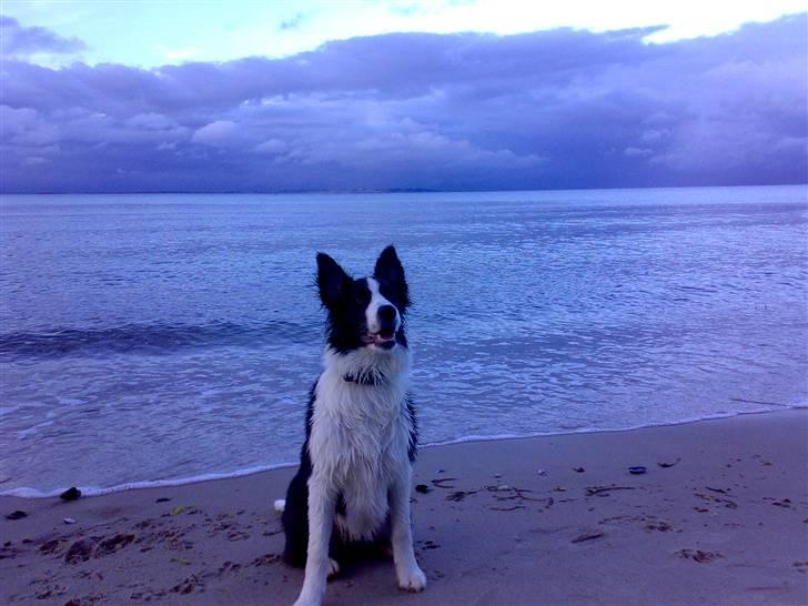 Border collie Hailie - Hailie med de dejlige blå øjne billede 10