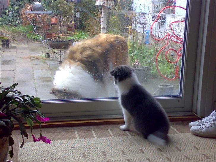 Border collie Hailie - Hailie pg Prinss billede 11